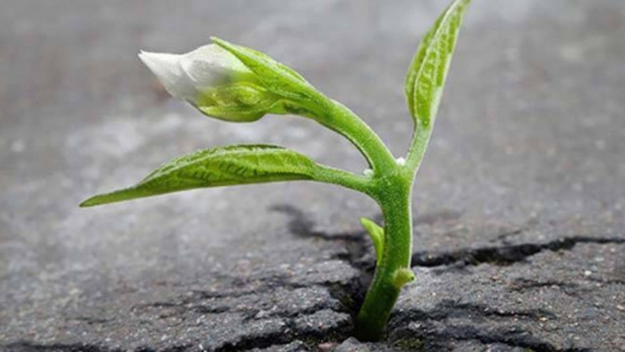 Giá Trị Của Nghịch Cảnh.