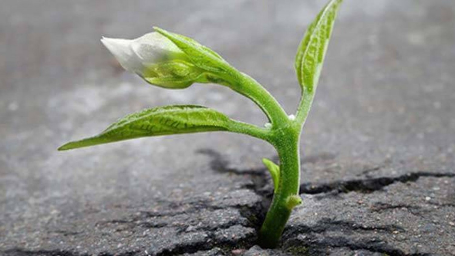 Giá Trị Của Nghịch Cảnh.