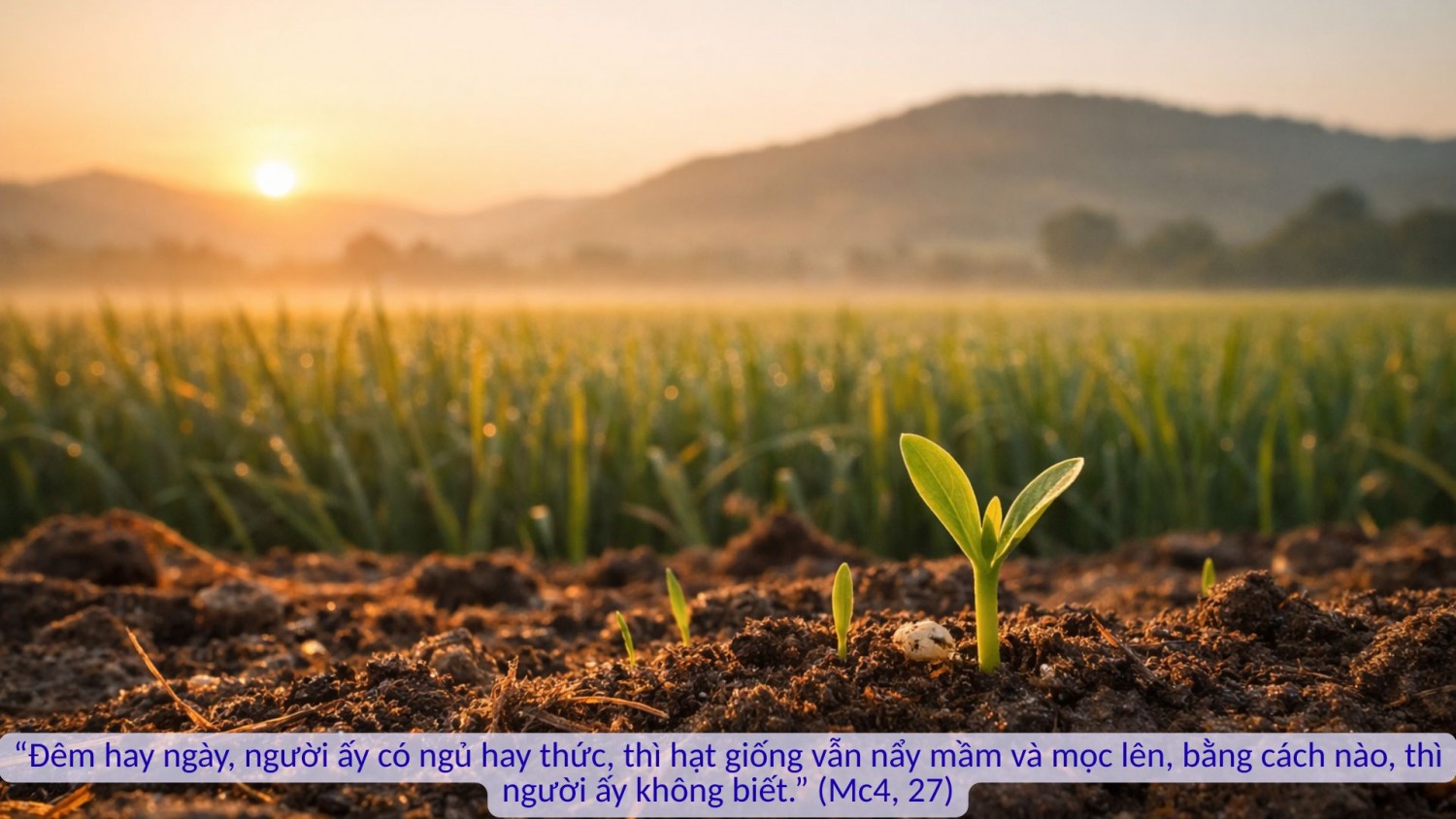 THỨ SÁU TUẦN III MÙA THƯỜNG NIÊN (Mc 4, 26 - 34)